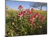 Wildflowers, Texas, USA-Larry Ditto-Mounted Premium Photographic Print