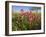 Wildflowers, Texas, USA-Larry Ditto-Framed Photographic Print