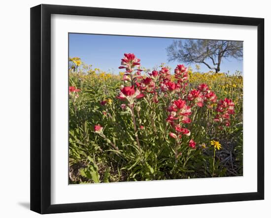 Wildflowers, Texas, USA-Larry Ditto-Framed Photographic Print