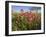 Wildflowers, Texas, USA-Larry Ditto-Framed Photographic Print