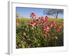 Wildflowers, Texas, USA-Larry Ditto-Framed Photographic Print