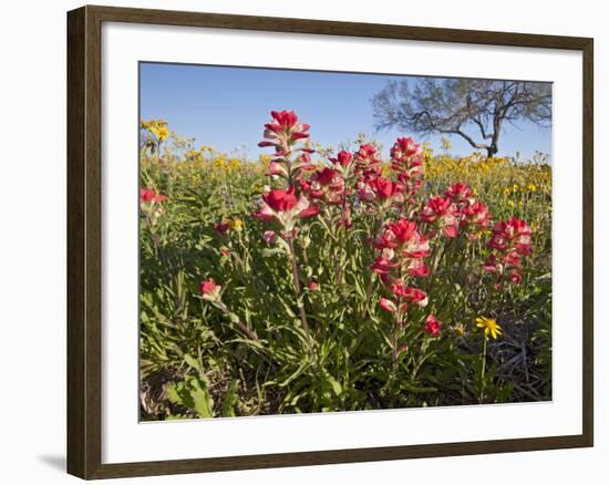 Wildflowers, Texas, USA-Larry Ditto-Framed Photographic Print