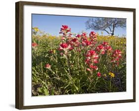 Wildflowers, Texas, USA-Larry Ditto-Framed Photographic Print