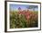 Wildflowers, Texas, USA-Larry Ditto-Framed Photographic Print