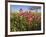 Wildflowers, Texas, USA-Larry Ditto-Framed Photographic Print