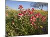 Wildflowers, Texas, USA-Larry Ditto-Mounted Photographic Print