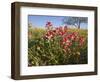 Wildflowers, Texas, USA-Larry Ditto-Framed Photographic Print