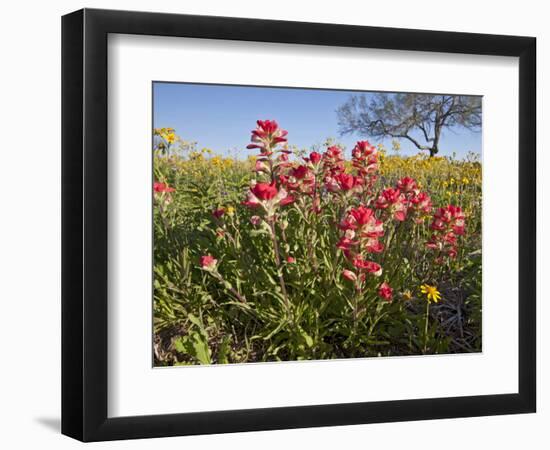 Wildflowers, Texas, USA-Larry Ditto-Framed Photographic Print