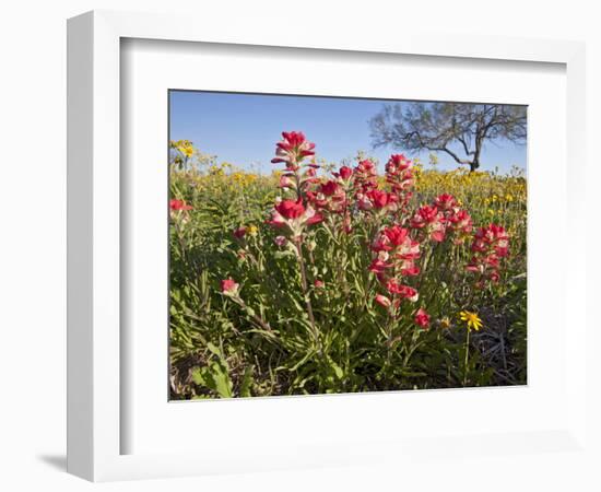 Wildflowers, Texas, USA-Larry Ditto-Framed Photographic Print