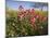 Wildflowers, Texas, USA-Larry Ditto-Mounted Photographic Print