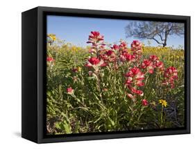 Wildflowers, Texas, USA-Larry Ditto-Framed Stretched Canvas