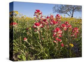 Wildflowers, Texas, USA-Larry Ditto-Stretched Canvas