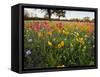 Wildflowers, Texas, USA-Larry Ditto-Framed Stretched Canvas