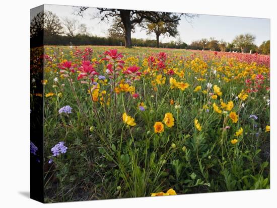 Wildflowers, Texas, USA-Larry Ditto-Stretched Canvas