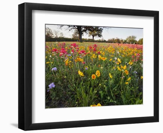 Wildflowers, Texas, USA-Larry Ditto-Framed Photographic Print