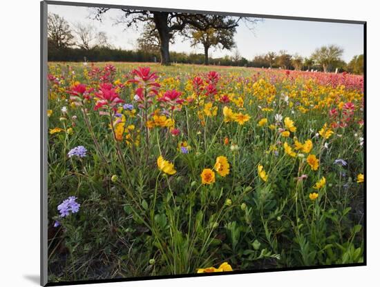 Wildflowers, Texas, USA-Larry Ditto-Mounted Photographic Print