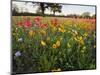 Wildflowers, Texas, USA-Larry Ditto-Mounted Photographic Print