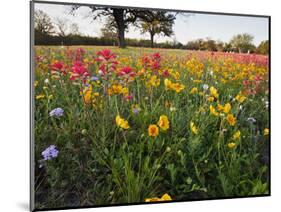 Wildflowers, Texas, USA-Larry Ditto-Mounted Photographic Print