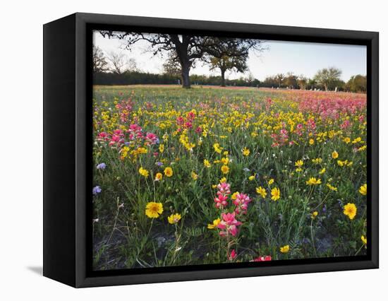 Wildflowers, Texas, USA-Larry Ditto-Framed Stretched Canvas