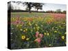 Wildflowers, Texas, USA-Larry Ditto-Stretched Canvas