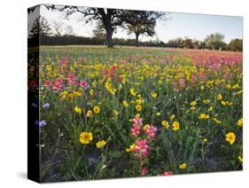 Wildflowers, Texas, USA-Larry Ditto-Stretched Canvas