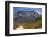 Wildflowers Trail, Mount Saint Helens Volcano National Park, Washington State-William Perry-Framed Photographic Print