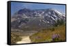 Wildflowers Trail, Mount Saint Helens Volcano National Park, Washington State-William Perry-Framed Stretched Canvas