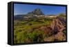 Wildflowers with Mount Reynolds, Logan Pass, Glacier National Park, Montana, USA-Chuck Haney-Framed Stretched Canvas