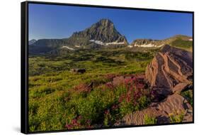 Wildflowers with Mount Reynolds, Logan Pass, Glacier National Park, Montana, USA-Chuck Haney-Framed Stretched Canvas