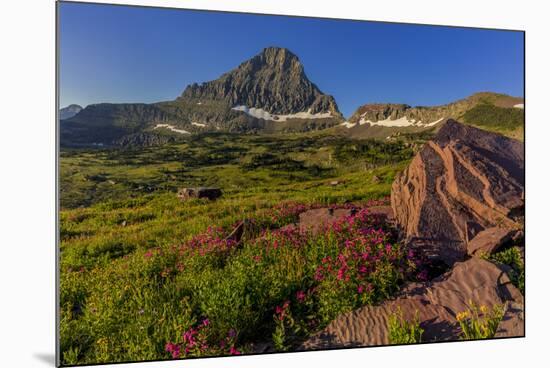 Wildflowers with Mount Reynolds, Logan Pass, Glacier National Park, Montana, USA-Chuck Haney-Mounted Photographic Print