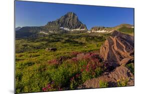 Wildflowers with Mount Reynolds, Logan Pass, Glacier National Park, Montana, USA-Chuck Haney-Mounted Photographic Print