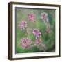 Wildflowers-Viviane Fedieu Daniel-Framed Photographic Print