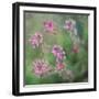 Wildflowers-Viviane Fedieu Daniel-Framed Photographic Print