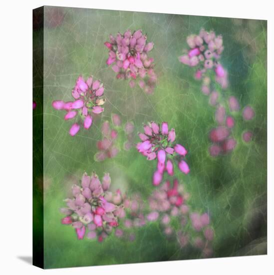 Wildflowers-Viviane Fedieu Daniel-Stretched Canvas