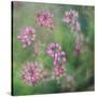 Wildflowers-Viviane Fedieu Daniel-Stretched Canvas