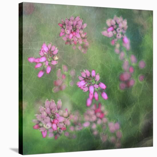 Wildflowers-Viviane Fedieu Daniel-Stretched Canvas