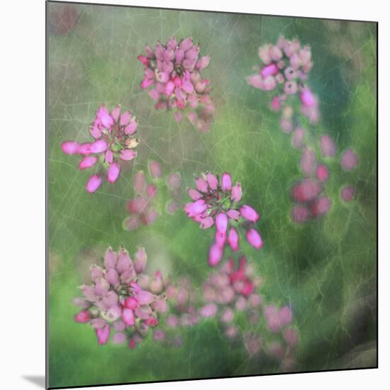 Wildflowers-Viviane Fedieu Daniel-Mounted Premium Photographic Print