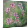 Wildflowers-Viviane Fedieu Daniel-Mounted Premium Photographic Print