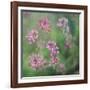 Wildflowers-Viviane Fedieu Daniel-Framed Premium Photographic Print