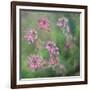 Wildflowers-Viviane Fedieu Daniel-Framed Photographic Print