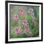 Wildflowers-Viviane Fedieu Daniel-Framed Photographic Print