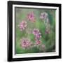 Wildflowers-Viviane Fedieu Daniel-Framed Photographic Print