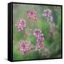 Wildflowers-Viviane Fedieu Daniel-Framed Stretched Canvas