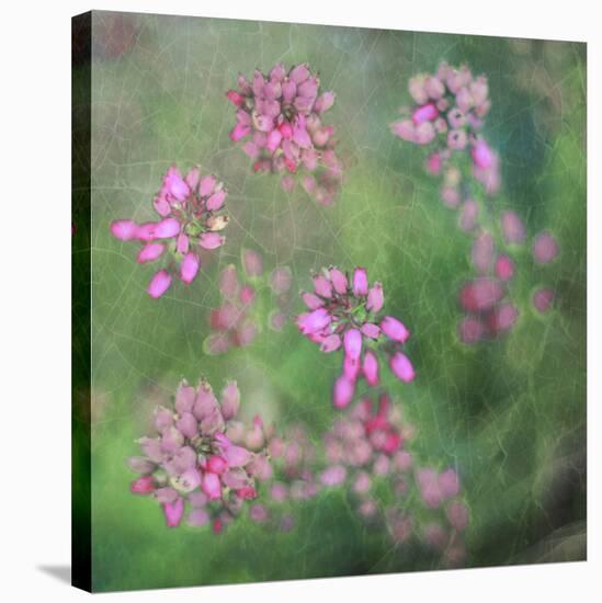 Wildflowers-Viviane Fedieu Daniel-Stretched Canvas