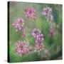 Wildflowers-Viviane Fedieu Daniel-Stretched Canvas