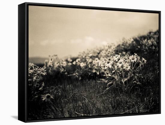 Wildflowers-Andrew Geiger-Framed Stretched Canvas