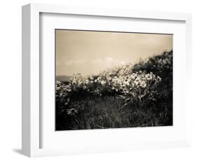 Wildflowers-Andrew Geiger-Framed Art Print