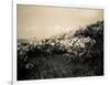 Wildflowers-Andrew Geiger-Framed Art Print