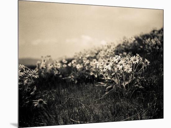 Wildflowers-Andrew Geiger-Mounted Art Print