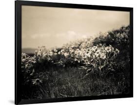 Wildflowers-Andrew Geiger-Framed Art Print